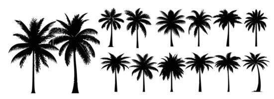 black silhouettes of palm trees isolated on a white background. vector