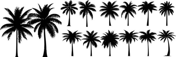 black silhouettes of palm trees isolated on a white background. vector