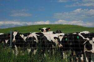 The Gaze of a Curious Cow photo
