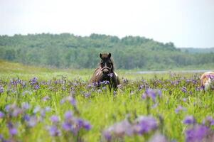 Graceful Horse Standing on a Purple Carpet photo