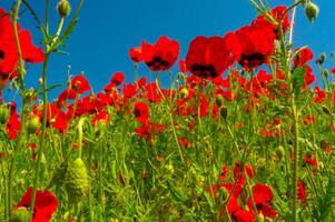 campos de brillante rojo amapolas florecer, perforación el verde paisaje debajo un vasto azul cielo, presentación un vívido monitor de de la naturaleza paleta en un tranquilo, rural configuración, señalización muelles llegada. foto