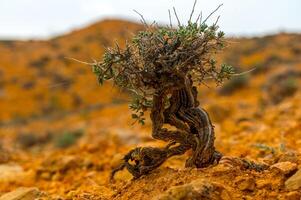 Amidst a rugged landscape of ochre soil, a solitary desert plant demonstrates vitality, with weathered branches and hardy green leaves adapting to challenging, barren, mineral-rich desert ecosystem. photo