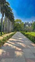 Concrete pathway in Lodhi Garden Park, New Delhi, India. Flanked by lush greenery. Tall palm trees. Under clear blue sky, sunny day. Shadows, birds flying overhead. photo