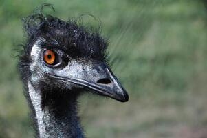 Ostrich emu head close-up on green blurry background. Black feathers and large beak. Orange eye, curious look. Detailed focus, visible textures. Outdoors, bright daylight, wildlife. photo