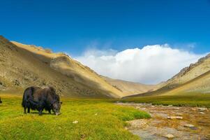 A solitary yak grazes alongside a meandering stream in a lush green meadow, framed by barren, rugged hills under the bright blue sky in a serene mountainous landscape. photo