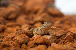 A solitary agama lizard stands still upon the sun-baked, ochre stones of Central Asia, its scaly skin perfectly adapted for stealth and survival in the stark, rugged desert surroundings. photo