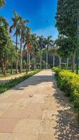Concrete pathway in Lodhi Garden Park, New Delhi, India. Flanked by lush greenery. Tall palm trees. Under clear blue sky, sunny day. Shadows, birds flying overhead. photo