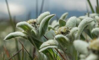 de cerca de Edelweiss flores con blanco, en forma de estrella borroso pétalos y verde hojas en contra un enfoque suave montaña fondo, encarnando alpino pureza y escabroso belleza, simbolizando profundo amar, valentía foto