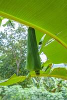 Green banana leaves that curl up are caused by caterpillar pests which can be detrimental to banana farmers photo