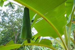 Green banana leaves that curl up are caused by caterpillar pests which can be detrimental to banana farmers photo