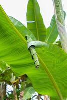 Green banana leaves that curl up are caused by caterpillar pests which can be detrimental to banana farmers photo