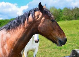 Portrait of a horse against the background of a meadow. photo