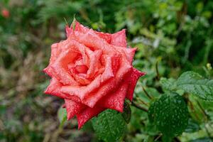 Red beautiful rose in the rain in drops. photo