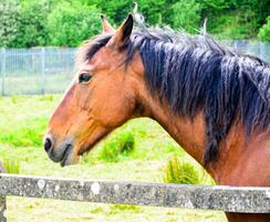 Portrait of a horse against the background of a meadow. photo