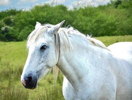 Portrait of a horse against the background of a meadow. photo