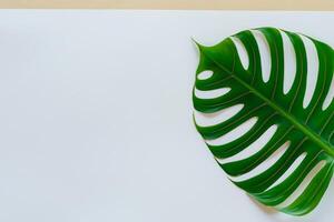 Beautiful Monstera Leaf on White Paper A Captivating Display of Nature's Artistry with Elegant Green Foliage Set Against a Pristine White Background, Perfect for Enhancing photo