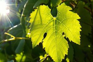 Morning Bliss A Beautiful Heart Warmed by Cheerful Sunshine, Captured in Stunning Photos of Sunlight Dancing Through Leaves