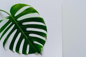 Beautiful Monstera Leaf on White Paper A Stunning Blend of Natural Elegance and Minimalist Charm, Showcasing the Intricate Details and Lush Green Hue Against a Crisp and Pristine Background photo