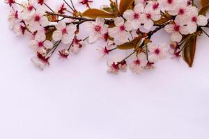 Graceful Harmony Beautiful Cherry Blossom on Blank Paper, Capturing Timeless Beauty and Serenity, Perfect for Artistic Presentations and Creative Projects photo