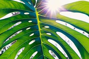 Morning Radiance Capturing Cheerful Sunshine and Beautiful Monstera Leaves in a Heartwarming Photo That Fills the Heart with Joy and Showcases the Natural Beauty of Sunlight at Dawn