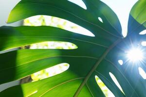 Mañana resplandor capturar alegre Brillo Solar y hermosa monstera hojas en un reconfortante foto ese llena el corazón con alegría y vitrinas el natural belleza de luz de sol a amanecer