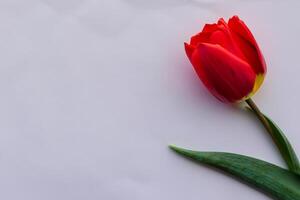Beautiful Red Tulip Beauty on Blank Paper, Capturing Timeless Elegance and Vibrant Charm, Perfect for Artistic Presentations and Creative Projects photo