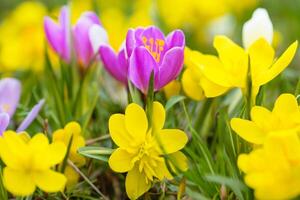 Beautiful Fresh Flower Background A Stunning Array of Blooms, Creating a Vibrant and Serene Atmosphere Perfect for Adding Elegance to Any Occasion or Decor photo