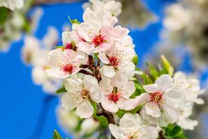 Beautiful Fresh Flower Background A Stunning Array of Blooms, Creating a Vibrant and Serene Atmosphere Perfect for Adding Elegance to Any Occasion or Decor photo