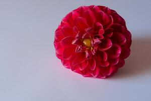 Beautiful Red Flower on White Background Mockup Capturing the Timeless Elegance of Floral Simplicity photo