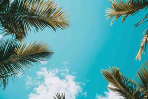 Blue Sky With Palm Trees photo