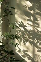 Shadow of a Plant on a Wall photo
