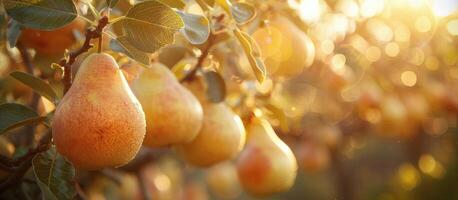 Cluster of Pears Hanging From a Tree photo