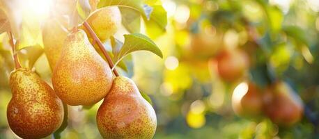 Cluster of Pears Hanging From a Tree photo