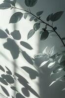 Shadow of a Plant on a Wall photo