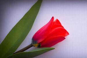 Beautiful Red Tulip Beauty on Blank Paper, Capturing Timeless Elegance and Vibrant Charm, Perfect for Artistic Presentations and Creative Projects photo