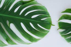 hermosa monstera hoja en blanco papel un cautivador monitor de de la naturaleza arte con elegante verde follaje conjunto en contra un prístino blanco fondo, Perfecto para mejorando foto