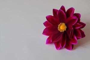 Cute Flower on White Background A Delicate Blossom in Serene Simplicity, Nature's Charming Creation photo