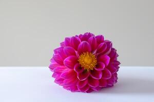 Mockup Cute Flower on White Background A Charming Display of Floral Elegance and Simplicity photo