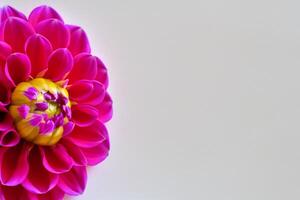 hermosa flor en blanco antecedentes Bosquejo elegancia en sencillez, de la naturaleza gracia capturado foto