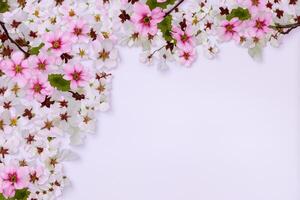 Graceful Harmony Beautiful Cherry Blossom on Blank Paper, Capturing Timeless Beauty and Serenity, Perfect for Artistic Presentations and Creative Projects photo