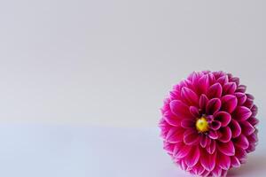 Cute Flower on White Background A Delicate Blossom in Serene Simplicity, Nature's Charming Creation photo