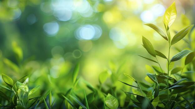 Close Up of Green Grass With Blurry Background photo