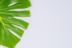 Beautiful Monstera Leaf on White Paper A Captivating Display of Nature's Artistry with Elegant Green Foliage Set Against a Pristine White Background, Perfect for Enhancing photo