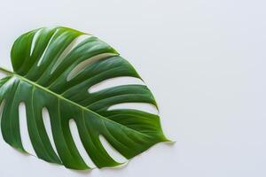 Beautiful Monstera Leaf on White Paper A Captivating Display of Nature's Artistry with Elegant Green Foliage Set Against a Pristine White Background, Perfect for Enhancing photo