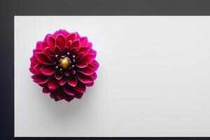 Cute Flower on White Background A Delicate Blossom in Serene Simplicity, Nature's Charming Creation photo