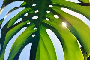 Mañana resplandor capturar alegre Brillo Solar y hermosa monstera hojas en un reconfortante foto ese llena el corazón con alegría y vitrinas el natural belleza de luz de sol a amanecer