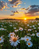 Field Of Daisies At Sunset In The Country photo