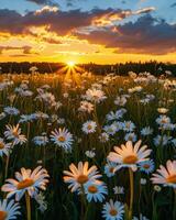 Field Of Daisies At Sunset In The Country photo
