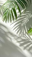 Palm Leaf Shadow Cast On White Wall In Afternoon Sunlight photo