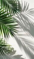 Palm Leaf Shadow Cast On White Wall In Afternoon Sunlight photo
